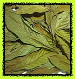 Chacruna Whole Cured Leaves, p viridis,