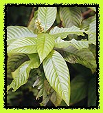 Chacruna, Psychotria viridis